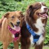 Venture Paw PULL CONTROL Harness - Wild Raspberry -          Made with tough Outer Duck Fabric and Soft Mesh Lining. No Pulling / Front and Top D-Ring